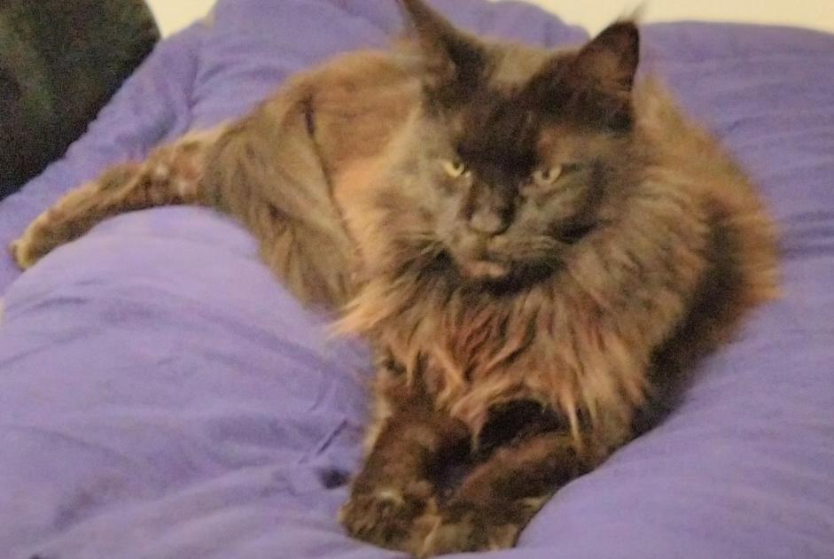Vermisstmeldung Katze Weiblich , 11 jahre Le Beausset Frankreich Vermisstmeldung Katze Weiblich , 11 jahre Le Beausset Frankreich