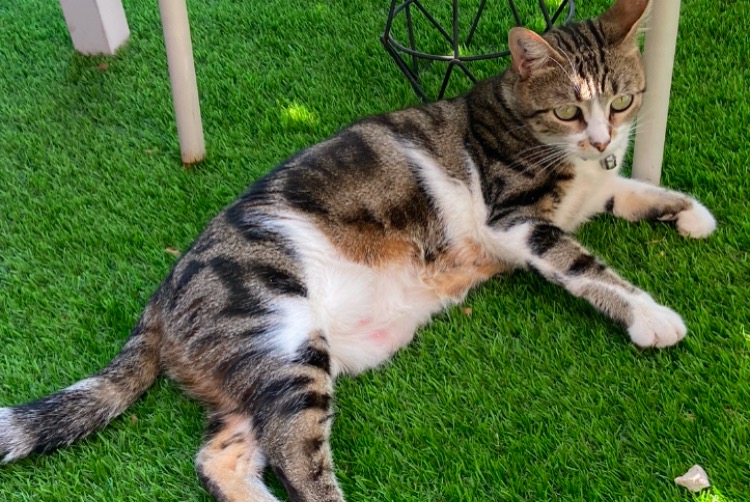 Disappearance alert Cat miscegenation Female , 6 years Ollioules France Disappearance alert Cat miscegenation Female , 6 years Ollioules France