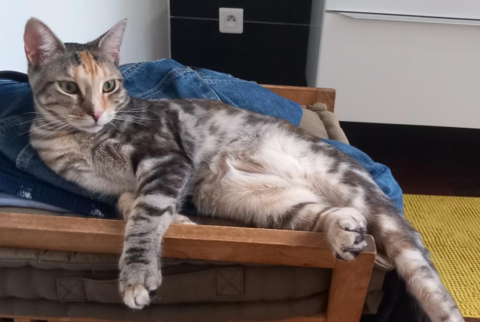 Alerta de Desaparición Gato cruce Hembra , 2 años La Seyne-sur-Mer Francia Alerta de Desaparición Gato cruce Hembra , 2 años La Seyne-sur-Mer Francia