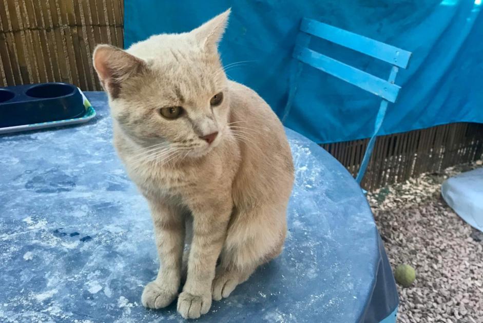 Alerte Disparition Chat croisement Mâle , 2 ans Le Cannet-des-Maures France Alerte Disparition Chat croisement Mâle , 2 ans Le Cannet-des-Maures France