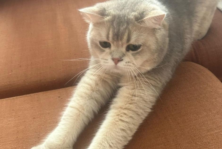 Alerte Disparition Chat  Mâle , 2 ans Cuers France