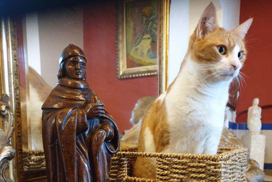 Alerte Disparition Chat croisement  Mâle , 4 ans Six-Fours-les-Plages France