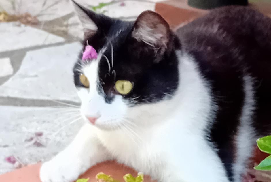 Avviso Ritrovamento Gatto incrocio di razze  Maschio Saint-Raphaël Francia