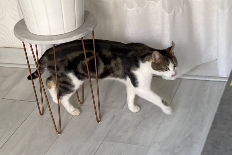 Verdwijningsalarm Kat Mannetje , 3 jaar Hyères Frankrijk Verdwijningsalarm Kat Mannetje , 3 jaar Hyères Frankrijk