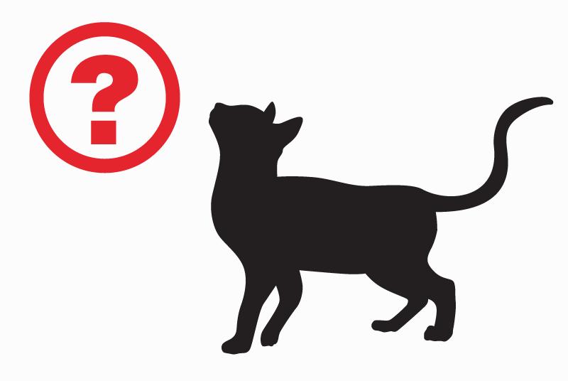Alerte Découverte Chat croisement  Femelle Forcalqueiret France